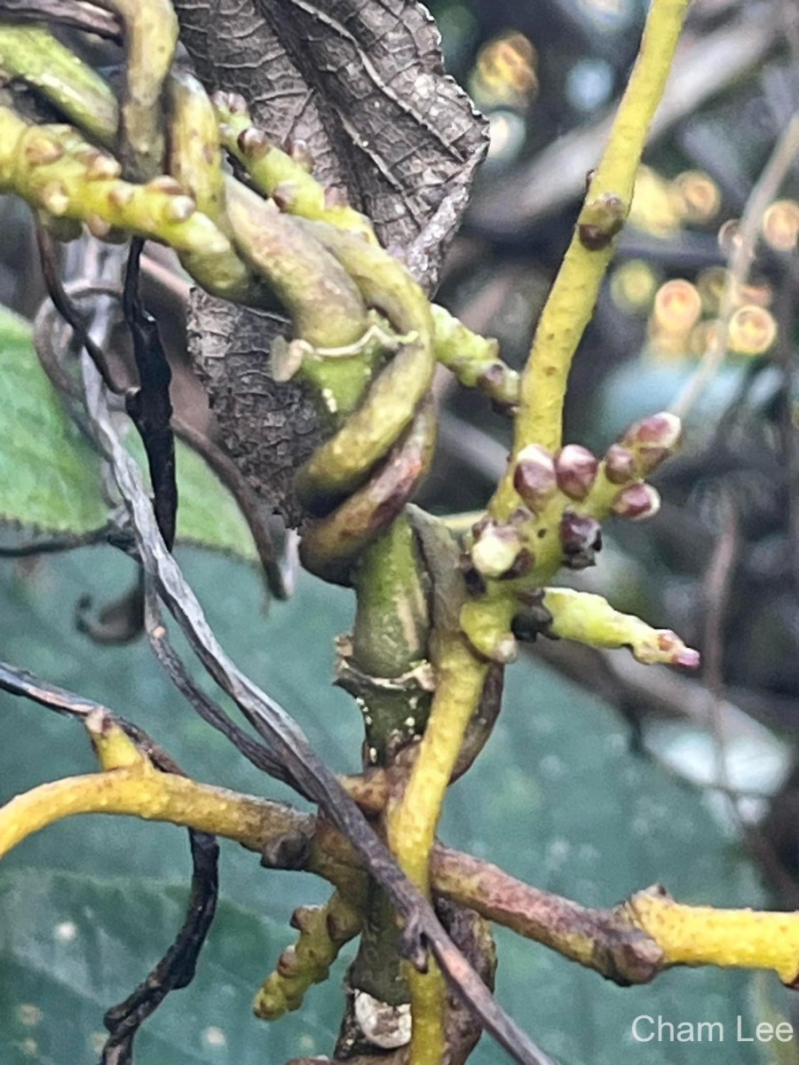 Cuscuta reflexa Roxb.